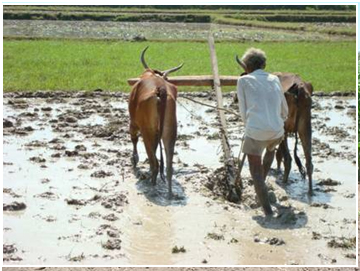 Tillage Operations for Field Cros